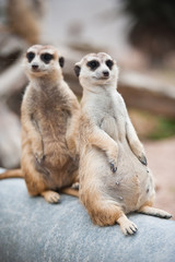 Two meerkats
