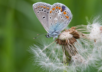 Butterfly closeup on a white fluffy dandelion