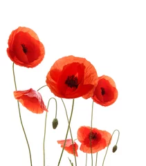 Wall murals Poppy Isolated blooming poppy flowers on white background