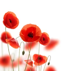Wall murals Poppy Isolated blooming poppy flowers on white background