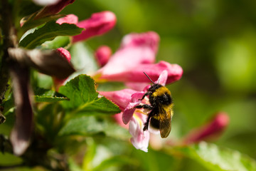 Bumble-bee