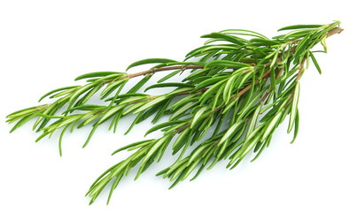Fototapeta premium Branch of rosemary