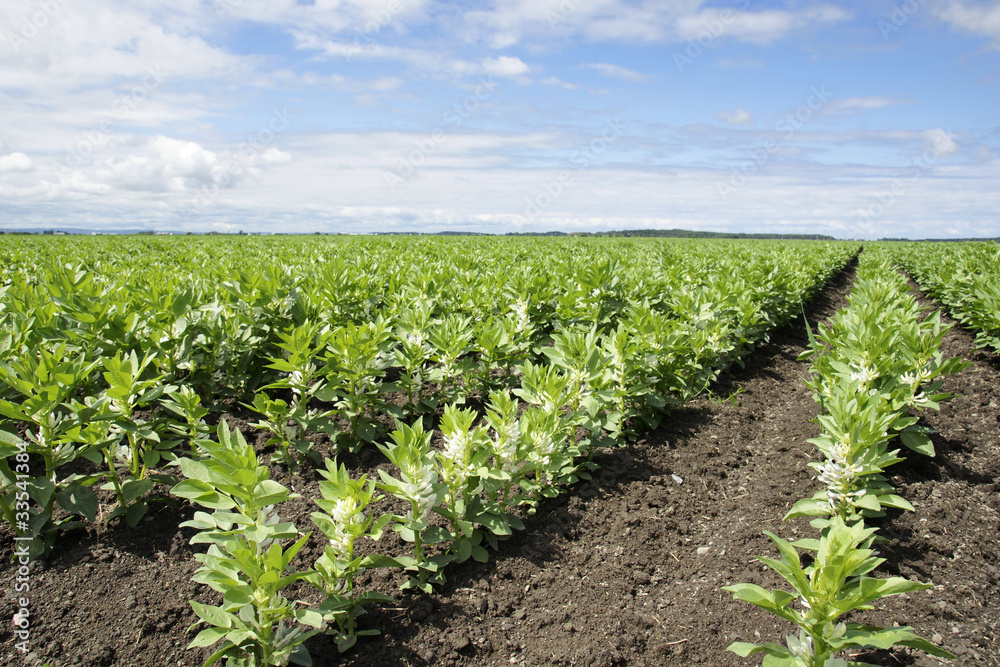 Wall mural rows of broad or fava bean on diagonal