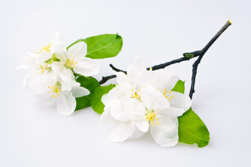 Cherry tree blossom on a white background