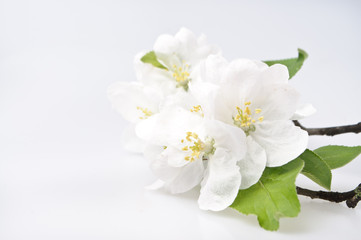 Naklejka na ściany i meble Kwiat wiśni drzewa na białym tle