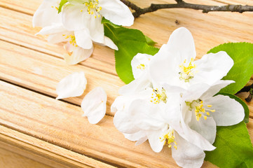 Fototapeta na wymiar Cherry tree blossom on a wooden background