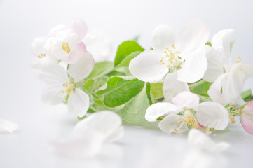 Naklejka na ściany i meble Cherry tree blossom on a white background