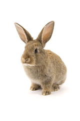 Adorable rabbit isolated on white