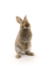 Adorable rabbit isolated on white