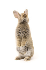 Adorable rabbit isolated on white