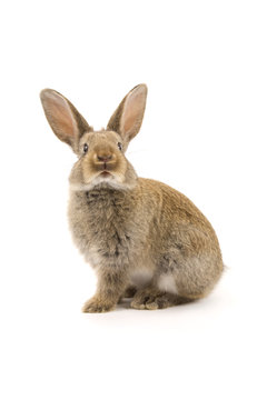 Adorable rabbit isolated on white