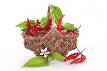 Chilischoten