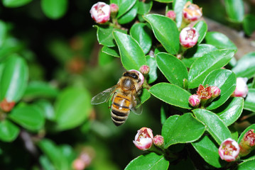 biene bei blüte