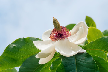 Magnolia x wieseneri