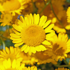 Hundskamille - Anthemis