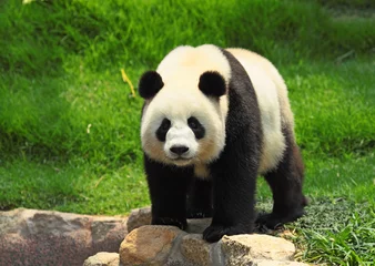 Printed kitchen splashbacks Panda panda
