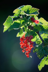 Redcurrant in summer garden