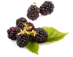 Frutti di stagione, More selvatiche