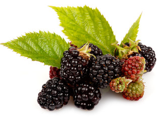 Frutti di bosco