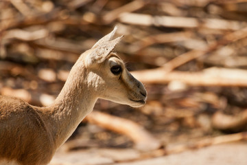 Persische Kropfgazelle (Gazella subgutturosa subgutturosa)