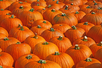 Colorful pumpkins