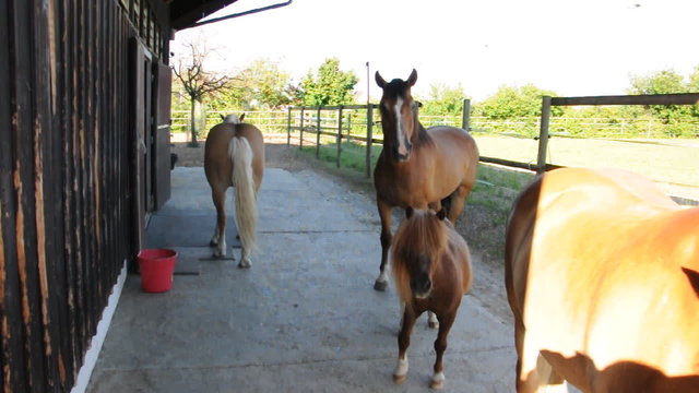 Pferde auf dem Hof