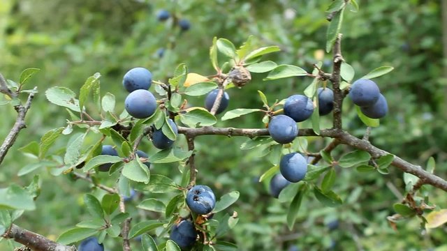 Pacharanes, prunus spinosa