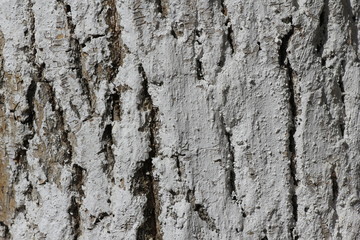 Кора дерева