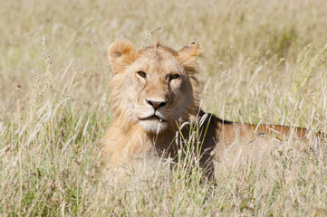 Lions du Serengeti