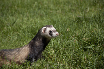 ferret walking in the grass
