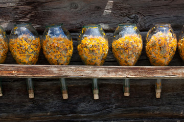 fiaschi con fiori secchi di arnica