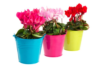 Red and pink Cyclamen