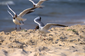 seagull on a sand eating