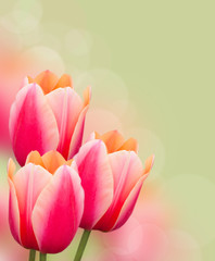 Beautiful pink tulips on green background