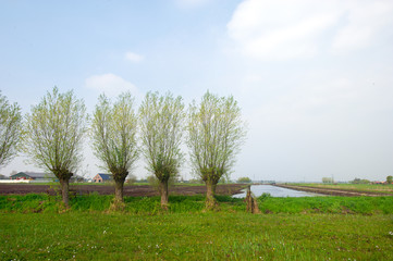 Dutch agriculture landscape