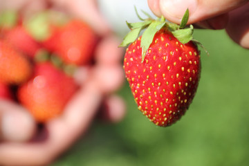strawberries