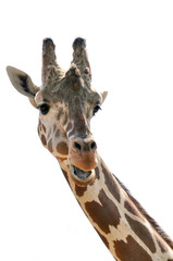 Fototapeta premium Giraffe