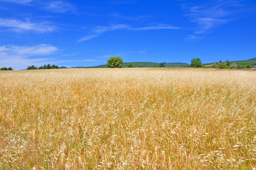 les blés de Ferrassières 2