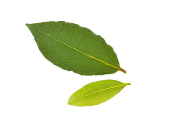 Obraz premium Junges und älteres Gewürzlorbeerblatt