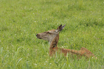 deer laying in the grass