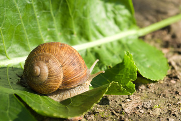 snail