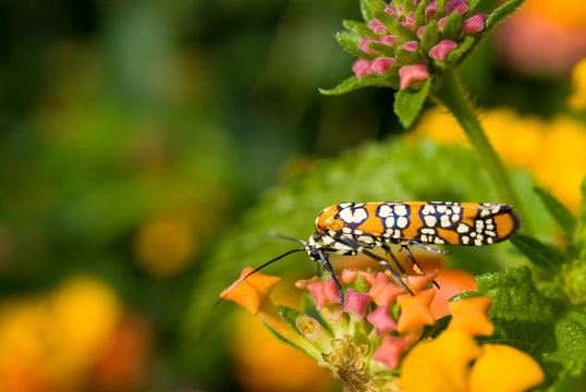 Ailanthus Webworm on Lantana