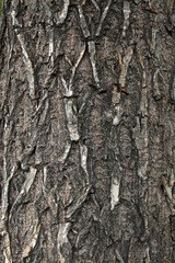 scholartree bark