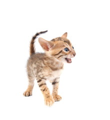 Bengal kitten isolated on white background