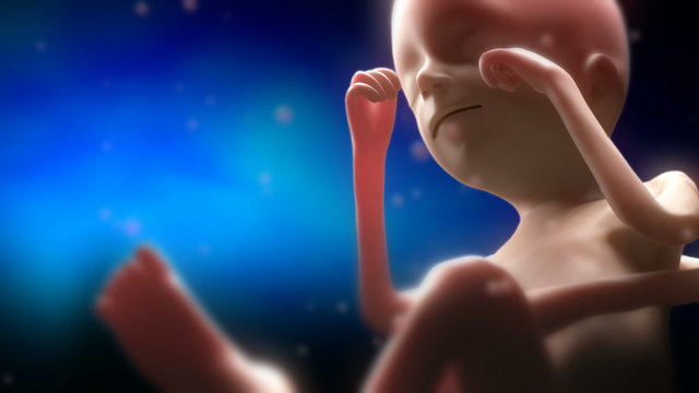 Fetus