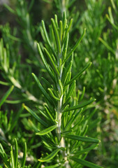 Obraz premium Romero 2