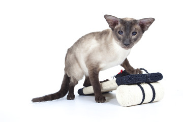 siamese,chat siamois,siamkatze