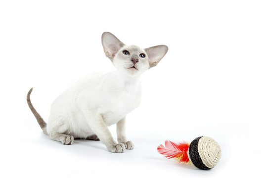 chat siamois devant son jouet