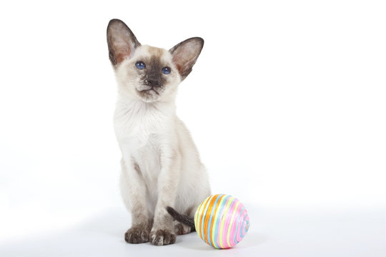 siamese with plays