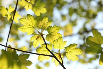 Spring maple leaves against the blue sky